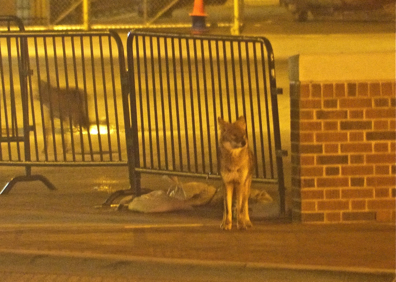 Illustration for article titled Drawn By The Scent Of Death And Decay, Coyotes Prowl Wrigley Field
